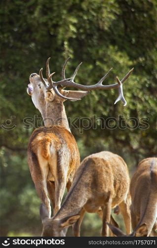Red Deer, Cervus elaphus, Rutting Season, Monfrague National Park, Biosphere Reserve, Caceres Province, Extremadura, Spain, Europe