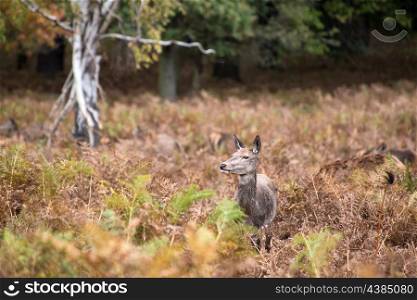Red deer doe in rutting season during Autumn