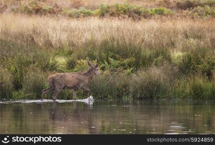 Red deer harem during Autumn rut being forced into lake by stag as protection