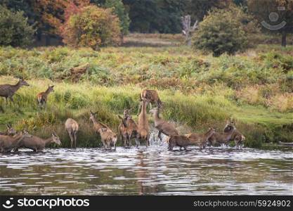 Red deer harem during Autumn rut being forced into lake by stag as protection