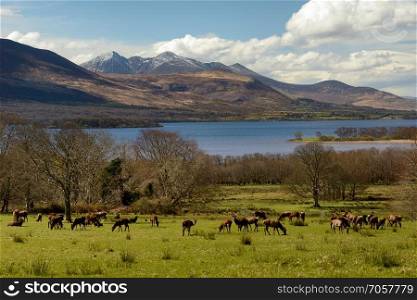 Red deer herd grazing on green meadow during the annual deer rut in Killarney National Park on bright suuny day with distant mountains covered in snow as background. Irish landscape with red deer herd,lake and snowy mountains 
