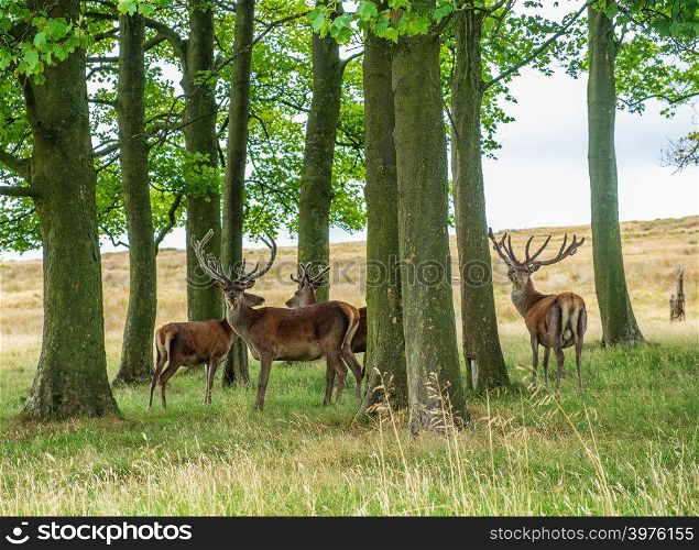 Red Deer in the Red Deer Sanctuary of Lyme Park, Peak District in Cheshire, UK