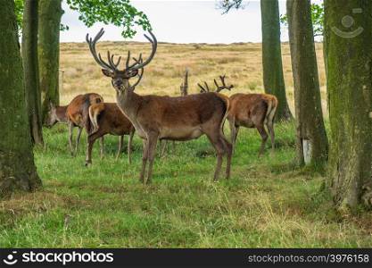 Red Deer in the Red Deer Sanctuary of Lyme Park, Peak District in Cheshire, UK