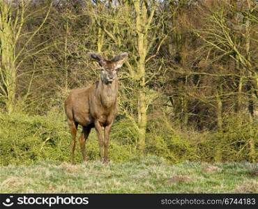 red deer. red deer, cervus elaphus, in spring in front of a forest