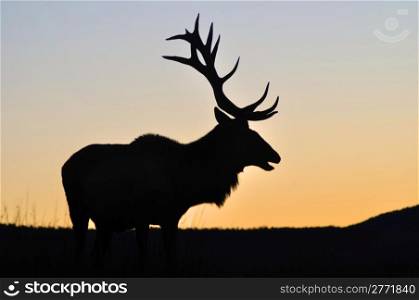 red deer stag at sunset, West Coast, South Island, New Zealand
