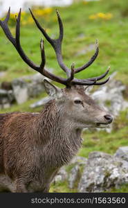 Red Deer Stag (Cervus elaphus) in the Scottish Highlands