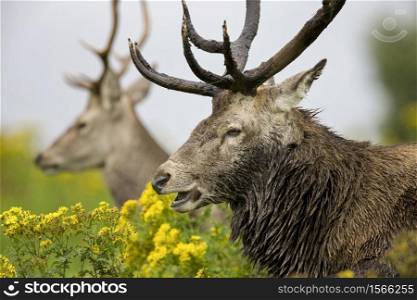 Red Deer Stag - (Cervus elaphus) in the Scottish Highlands