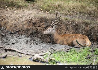 Red deer stag cervus elaphus takes a mud bath to cool down on Autumn Fall day