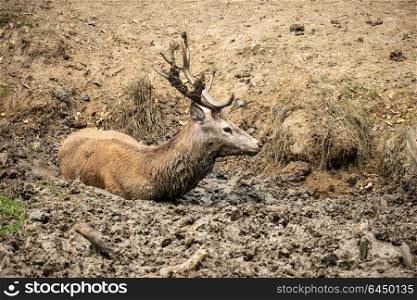 Red deer stag cervus elaphus takes a mud bath to cool down on Autumn Fall day