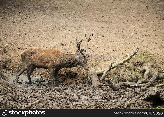 Red deer stag cervus elaphus takes a mudbath to cool down on Aut. Red deer stag cervus elaphus takes a mud bath to cool down on Autumn Fall day