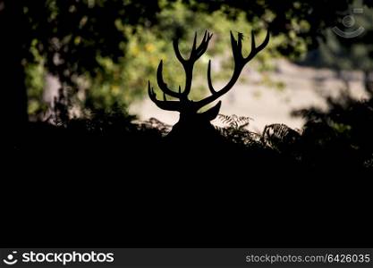 Red deer stag cervus elaphus taking a rest during rut season in Autumn Fall forest landscape