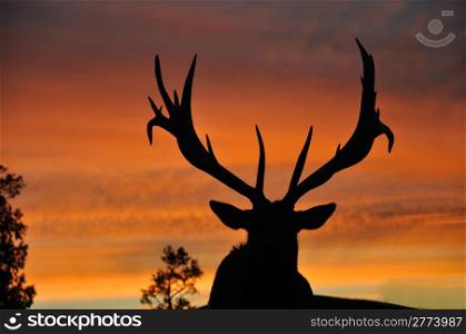 red deer stag, Cervus elephus, at sunset