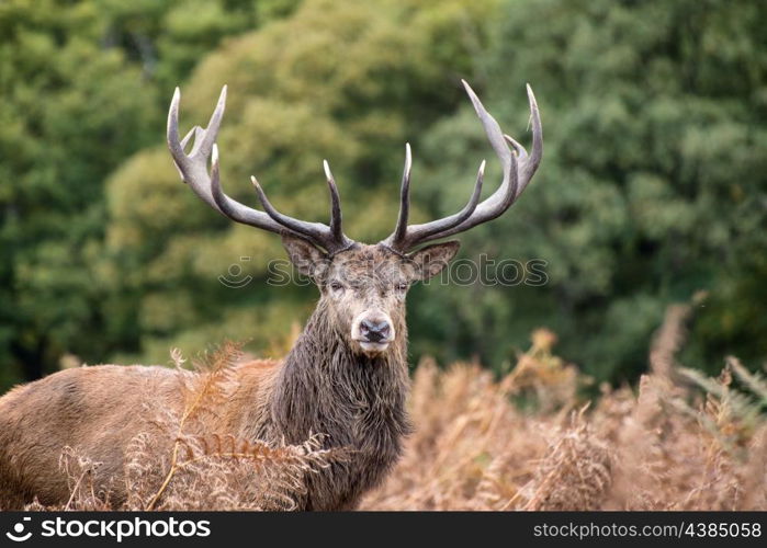 Red deer stag during rutting season.