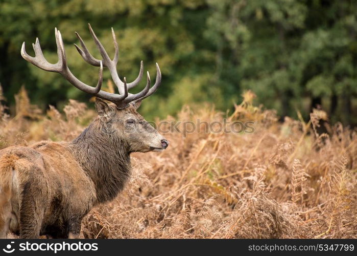 Red deer stag during rutting season.