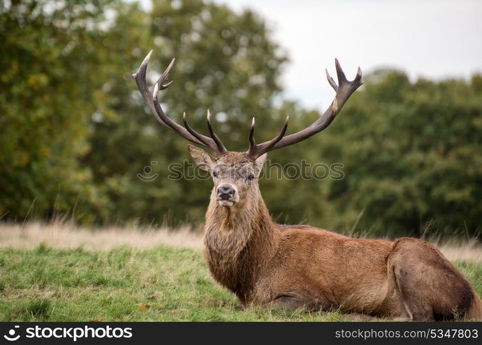 Red deer stag during rutting season.