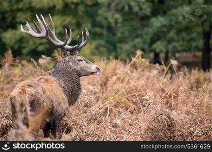 Red deer stag during rutting season.
