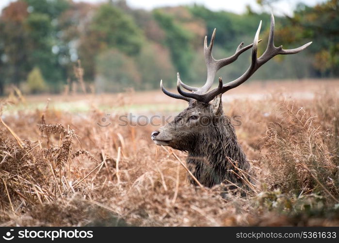 Red deer stag during rutting season.