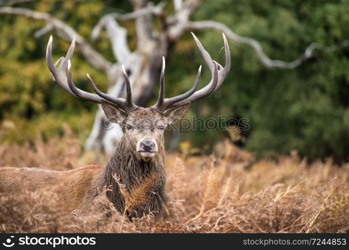 Red deer stag during rutting season.