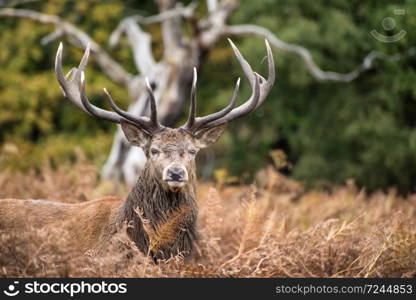 Red deer stag during rutting season.