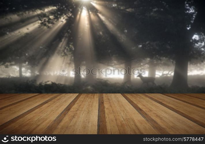 Red deer stag illuminated by sun beams through forest landscape on foggy Autumn Fall morning with wooden planks floor