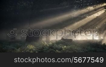 Red deer stag illuminated by sun beams through forest landscape on foggy Autumn Fall morning