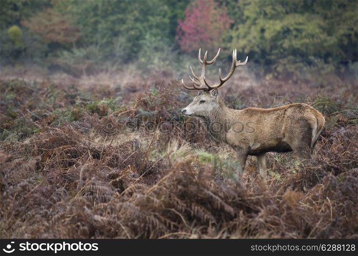 Red deer stag in Autumn Fall forest landscape