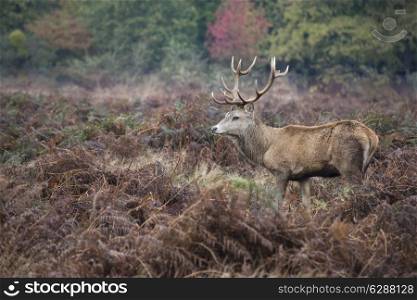 Red deer stag in Autumn Fall forest landscape