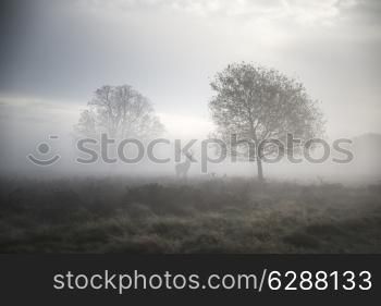 Red deer stag in foggy Autumn landscape
