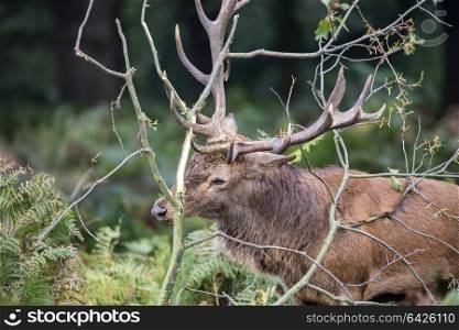 Red deer stag using fallen trees to clean the velvet from his antlers during rut season in Autumn Fall