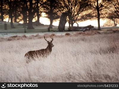 Red deer stag walks towards rising sun through trees on frosty Winter morning landscape