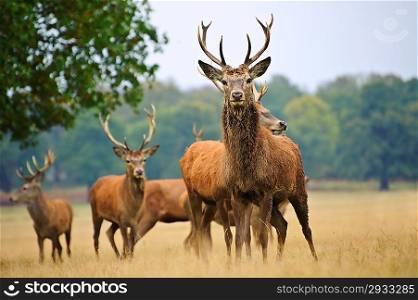 Red deer stags and does herd in Autumn Fall meadow scene