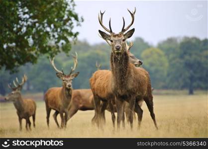 Red deer stags and does herd in Autumn Fall meadow scene