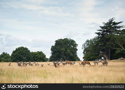 Red deer stags in Summer field landscape