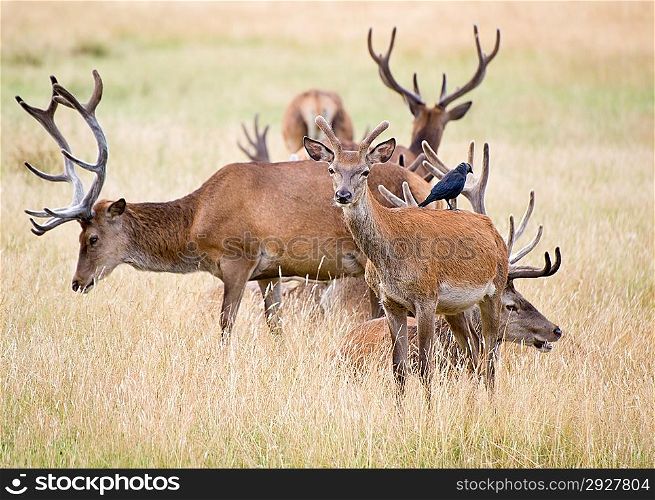 Red deer stags in Summer field landscape