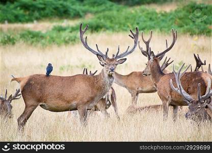 Red deer stags in Summer field landscape