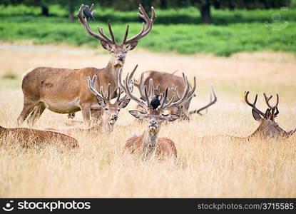 Red deer stags in Summer field landscape