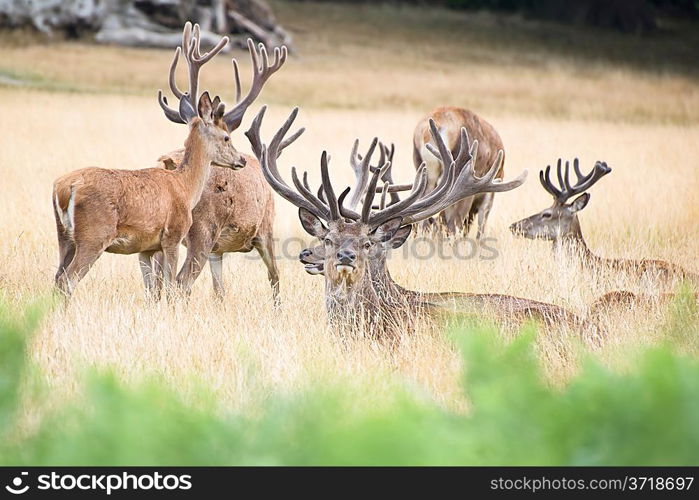 Red deer stags in Summer field landscape