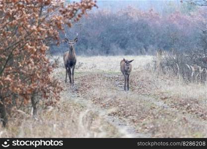Red deers in the forest road