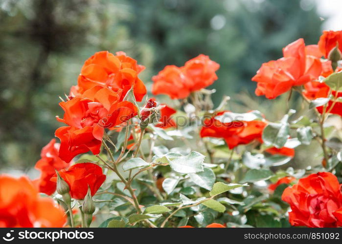 red delicate flowers closeup. selective focus with shallow depth of field