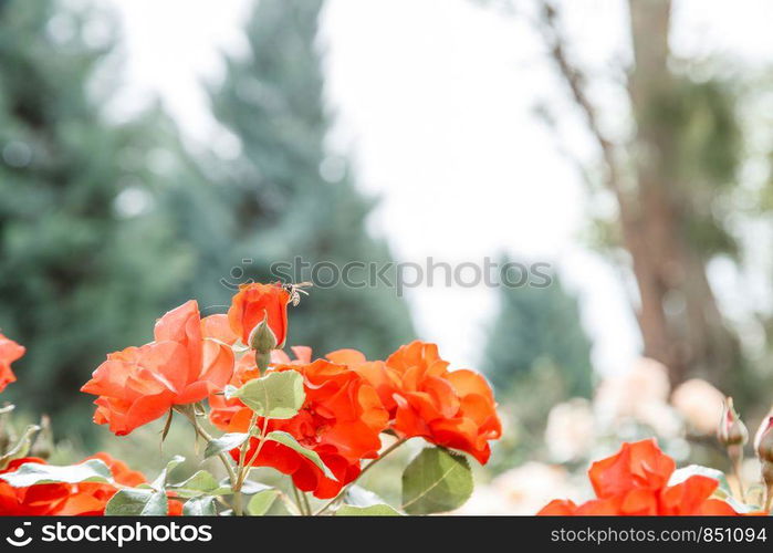 red delicate flowers closeup. selective focus with shallow depth of field