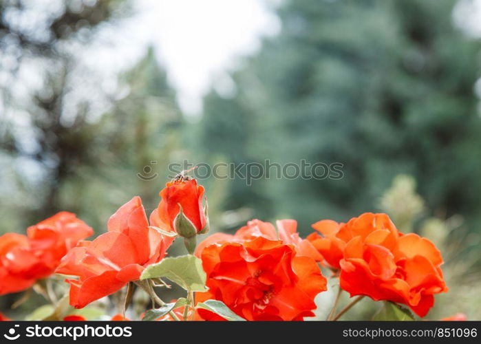 red delicate flowers closeup. selective focus with shallow depth of field