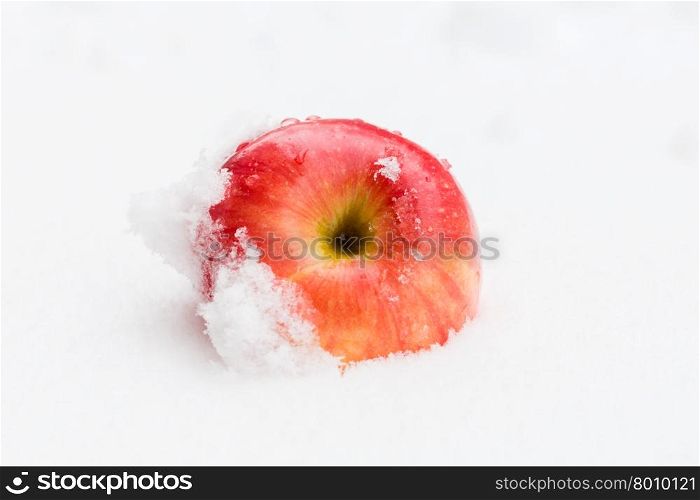 Red delicious Christmas apple resting in snow