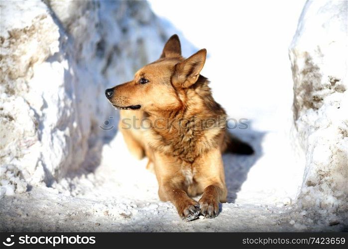 red dog lying in the snow