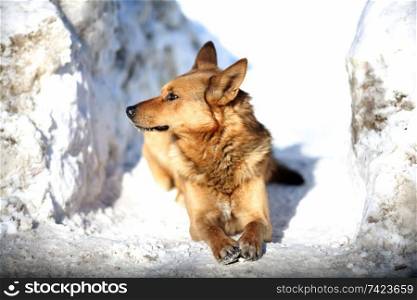 red dog lying in the snow