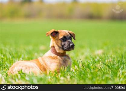 red dog resting on a summer meadow in the park on the grass