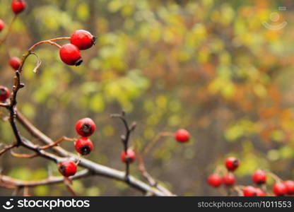 Red dog rose hips on the dog rose bush without leaves autumn time