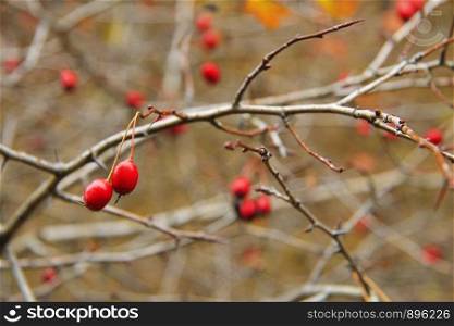 Red dog rose hips on the dog rose bush without leaves autumn time