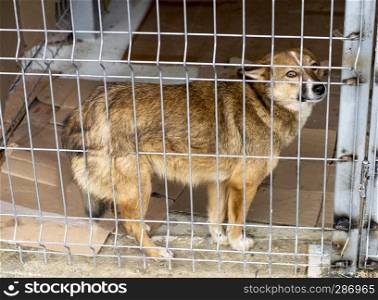 red dog stands in a shelter cage, the theme of charity and mercy, animal shelter, dog rescue, volunteer work