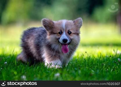 Red dog welsh corgi pembroke puppy running in the green grass.