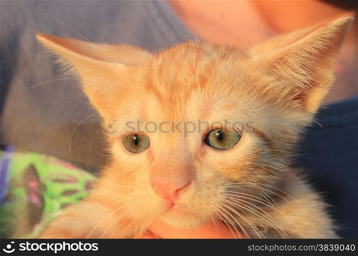 Red domestic kitten. Head of red kitten. Cute kitten cat.